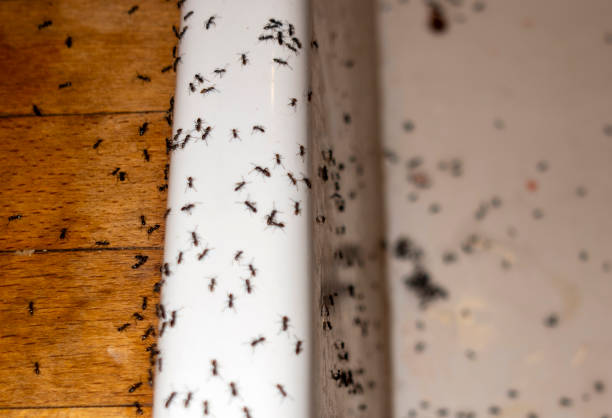 Best Ant Control Services  in Petersburg, MI