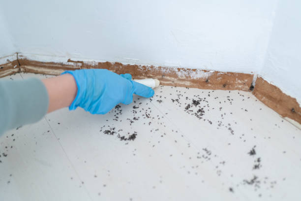Best Pest Removal Services  in Petersburg, MI